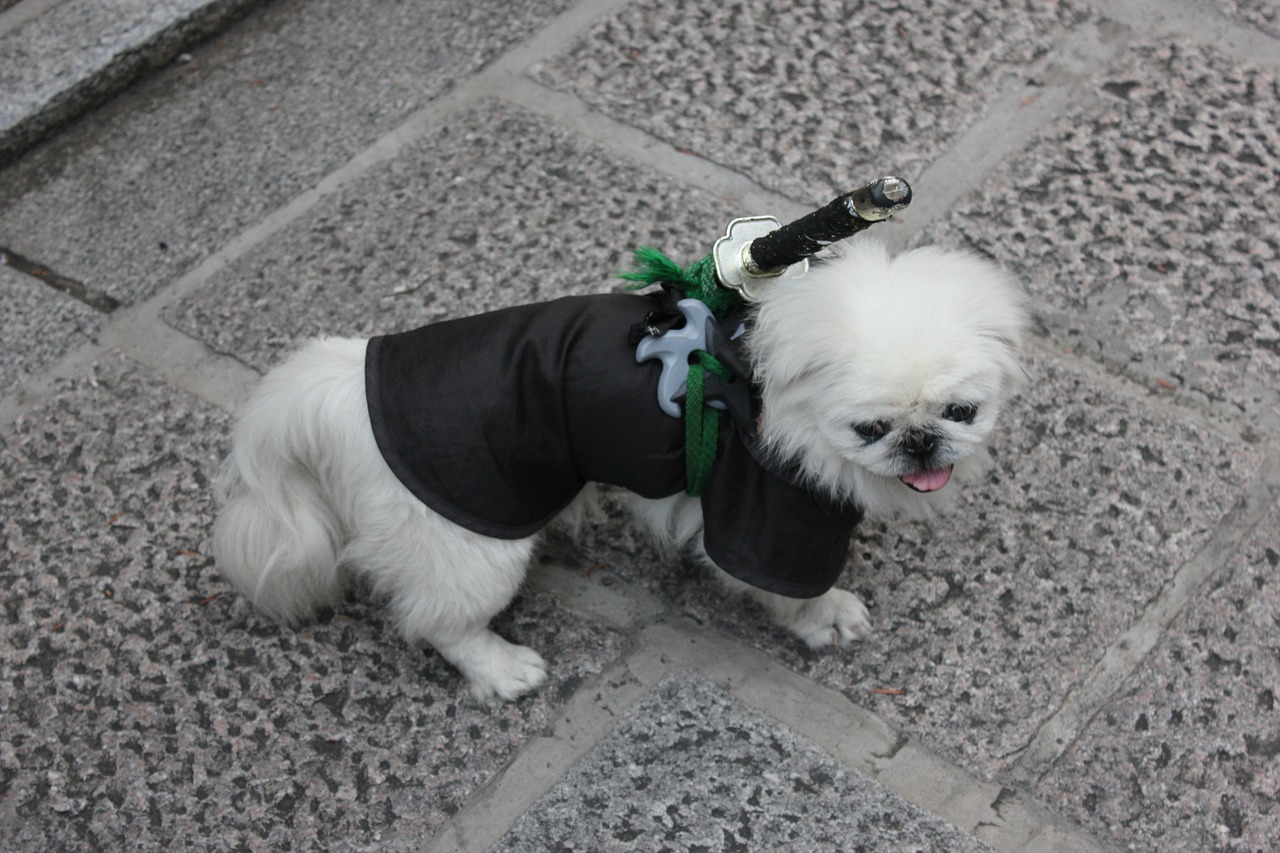 dog white samurai free photo