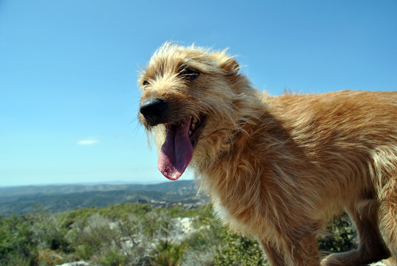 dog friend mountain free photo