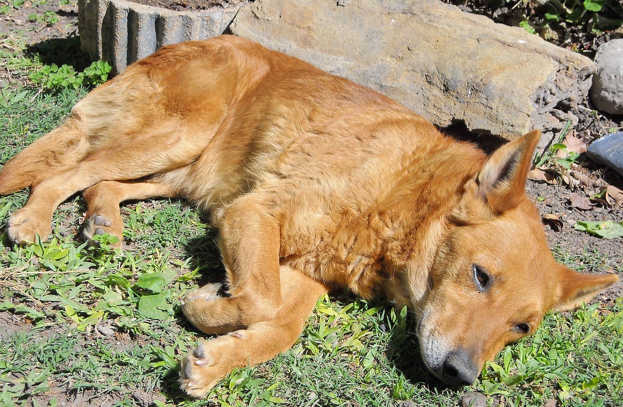 dog brown lying free photo