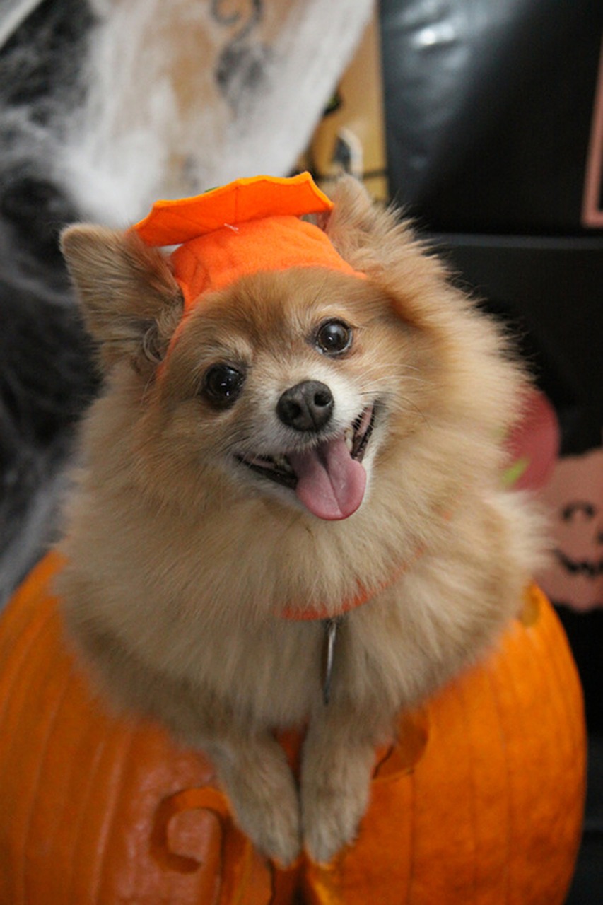 dog halloween costume free photo