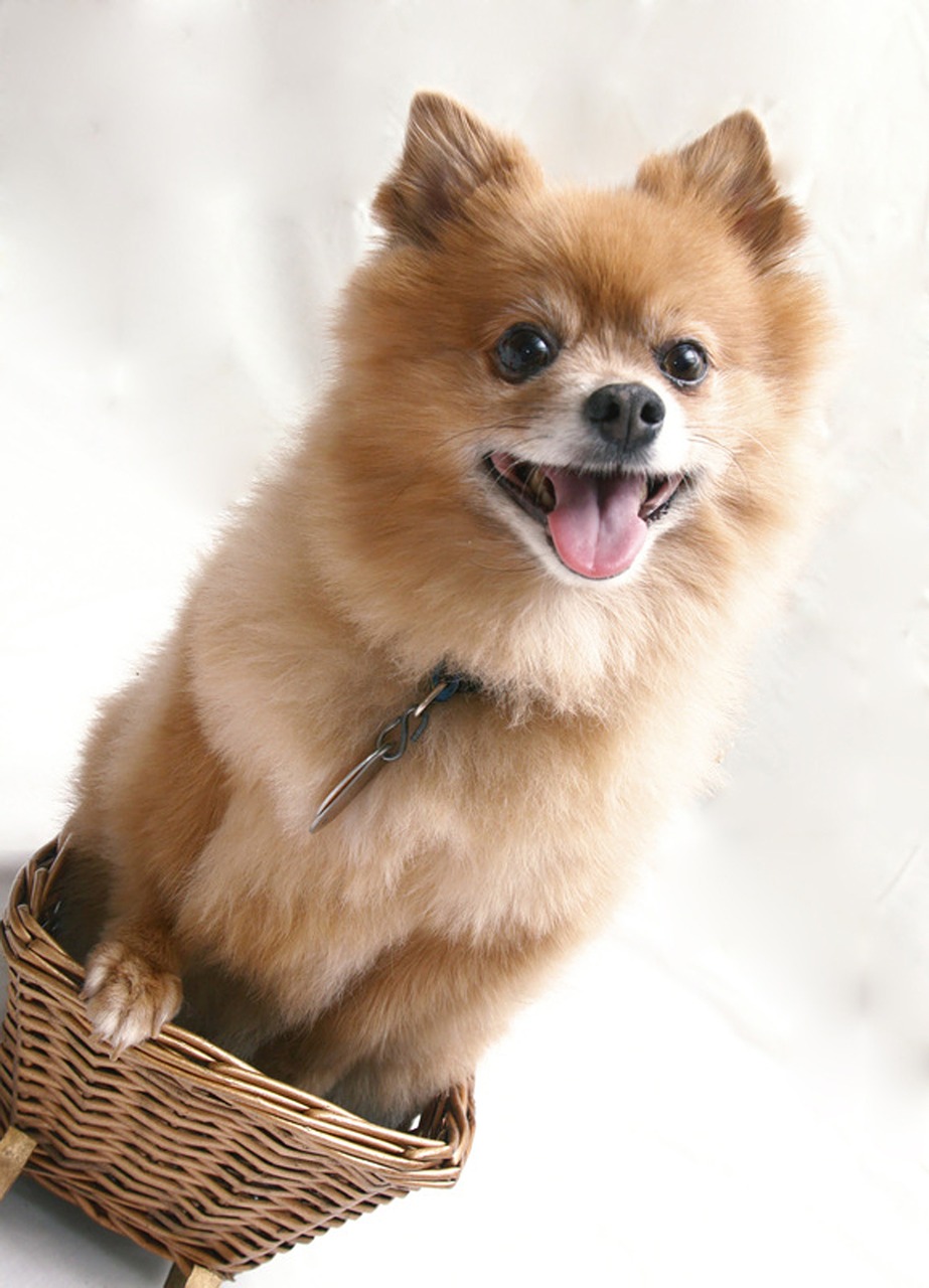 dog pet basket free photo