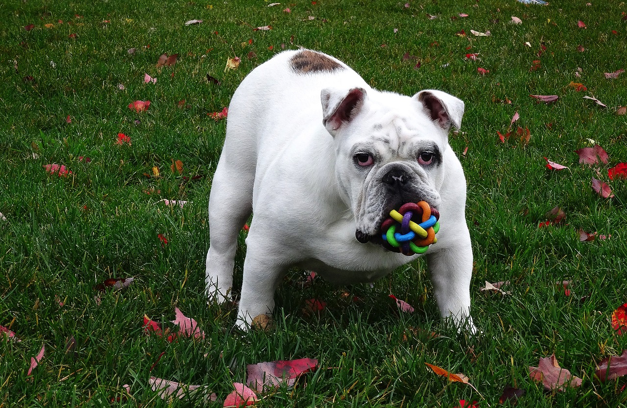 dog english bulldog dog toy free photo