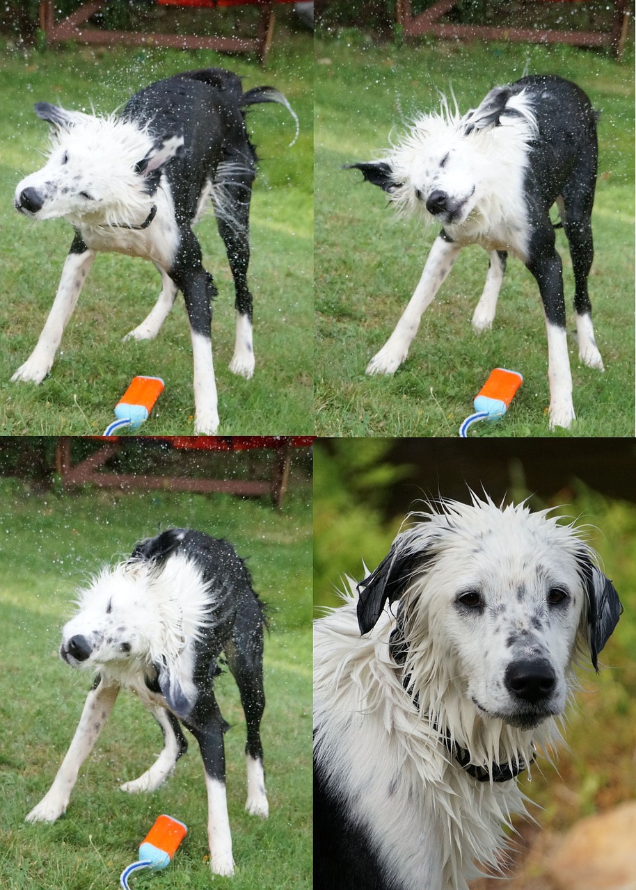 dog wet shake free photo