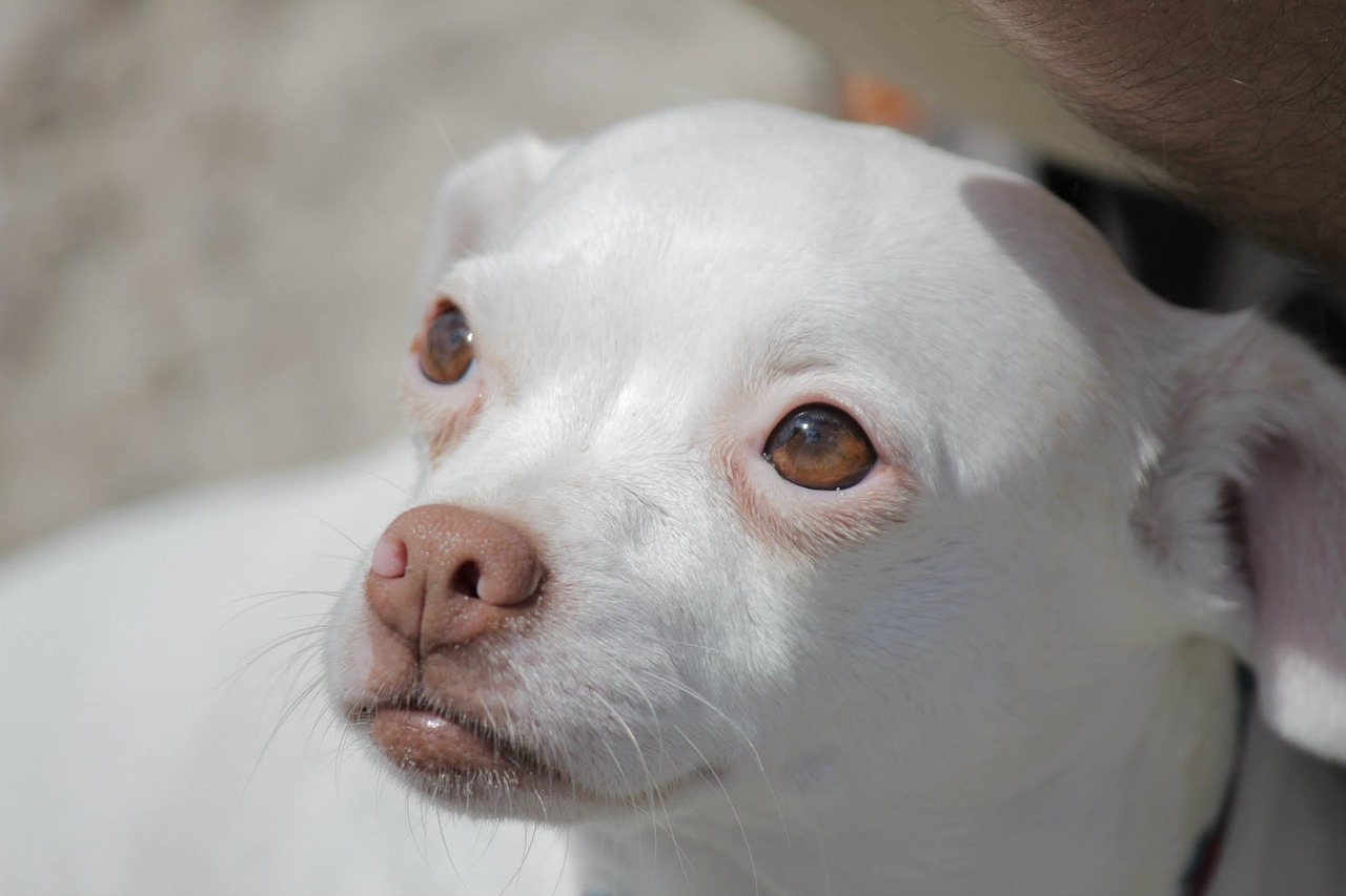 dog puppy eyes free photo