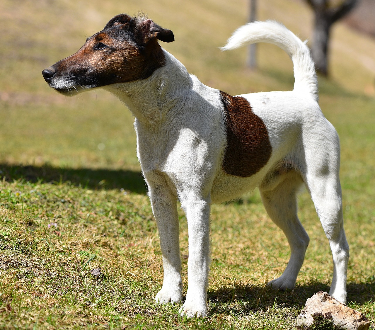 dog brown white terrier free photo