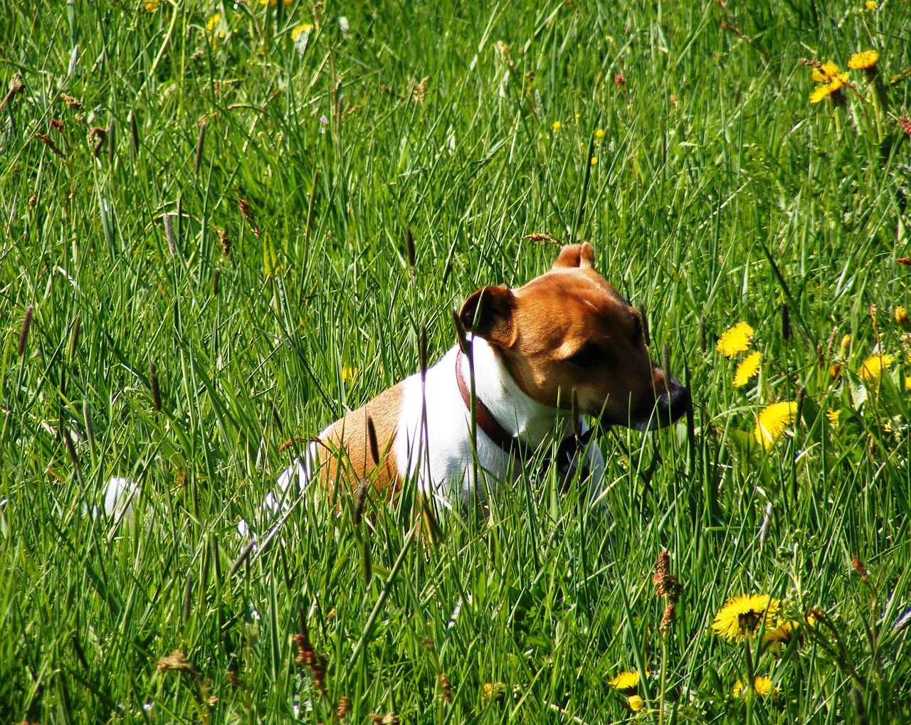 dog meadow green free photo