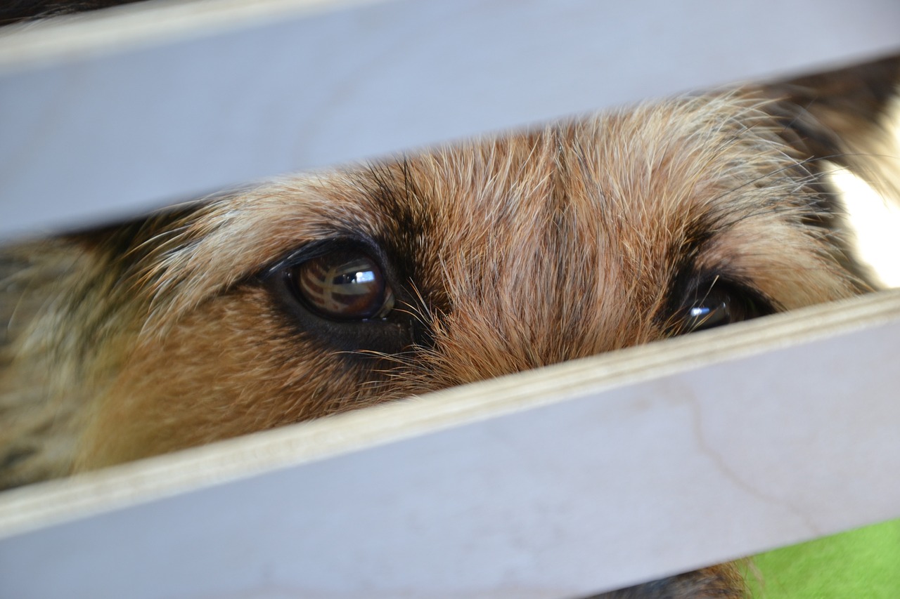 dog eyes view free photo