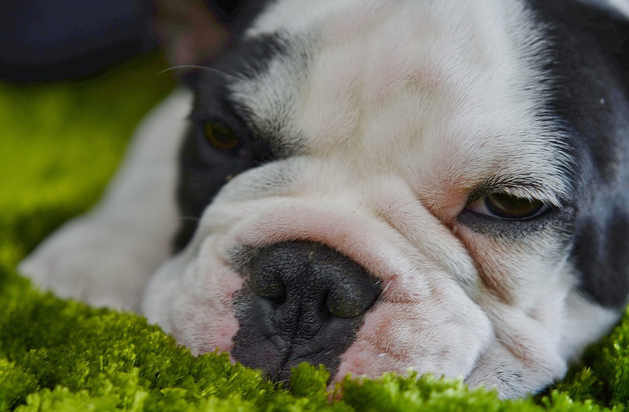 dog bulldog white free photo