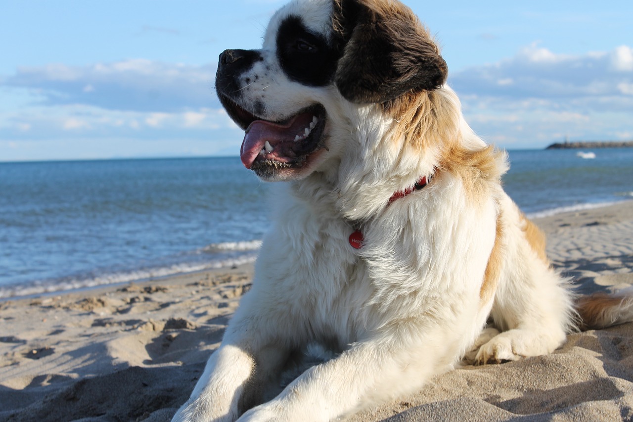 dog saint-bernard beach free photo