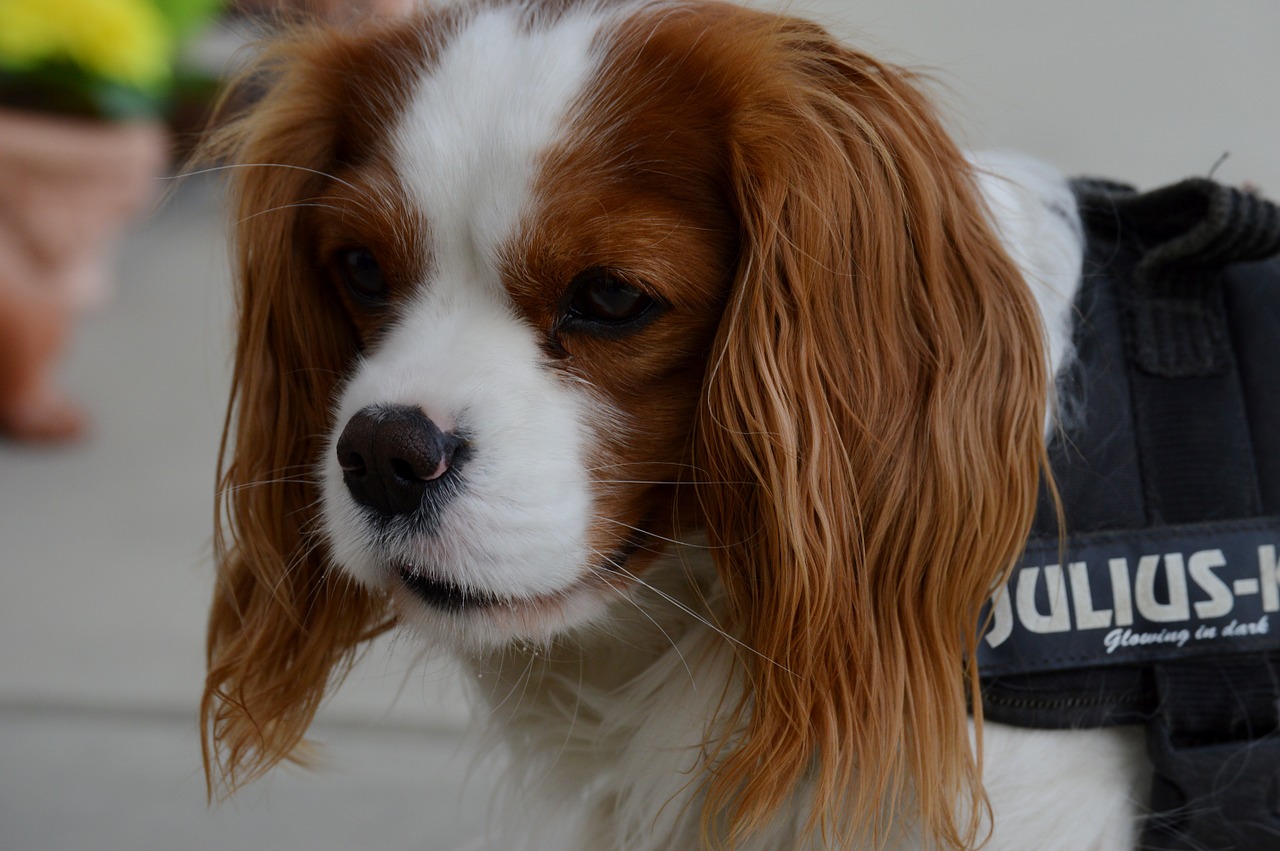 dog cavalier king charles spaniel funny free photo