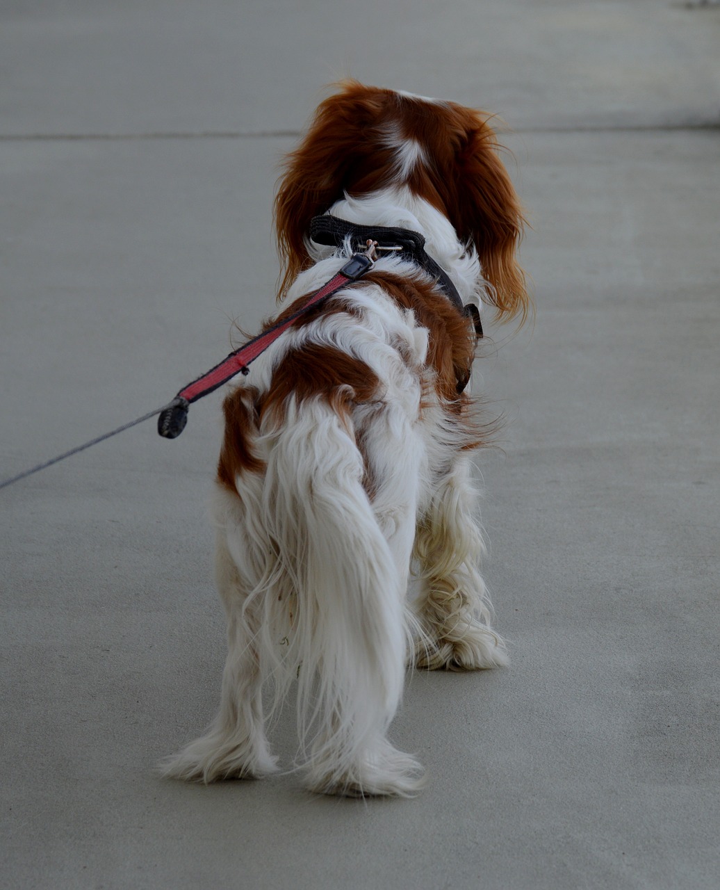 dog cavalier king charles spaniel funny free photo