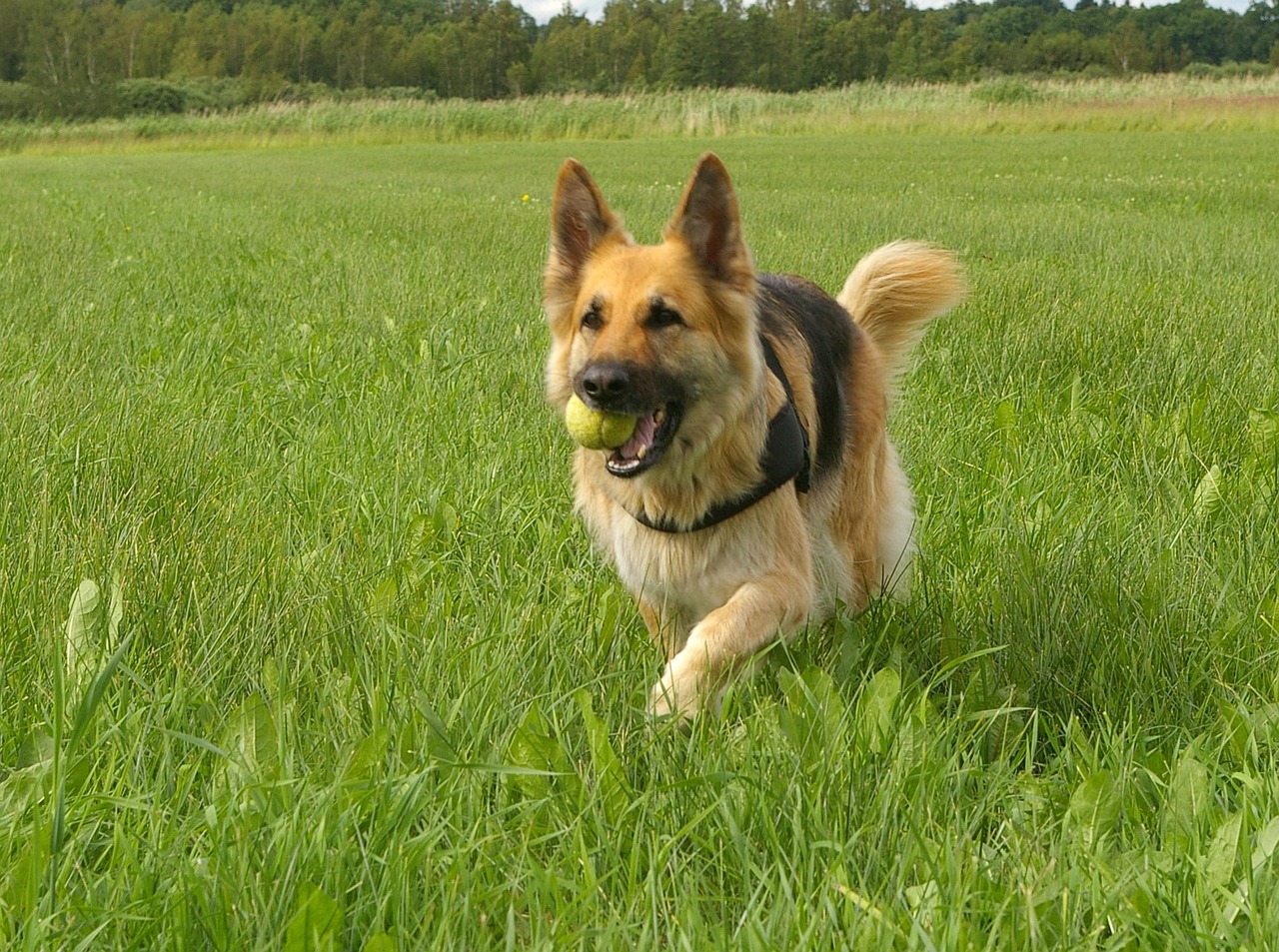 dog german shepherd retrieving free photo