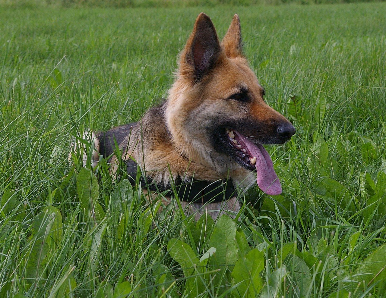 dog german shepherd rest free photo