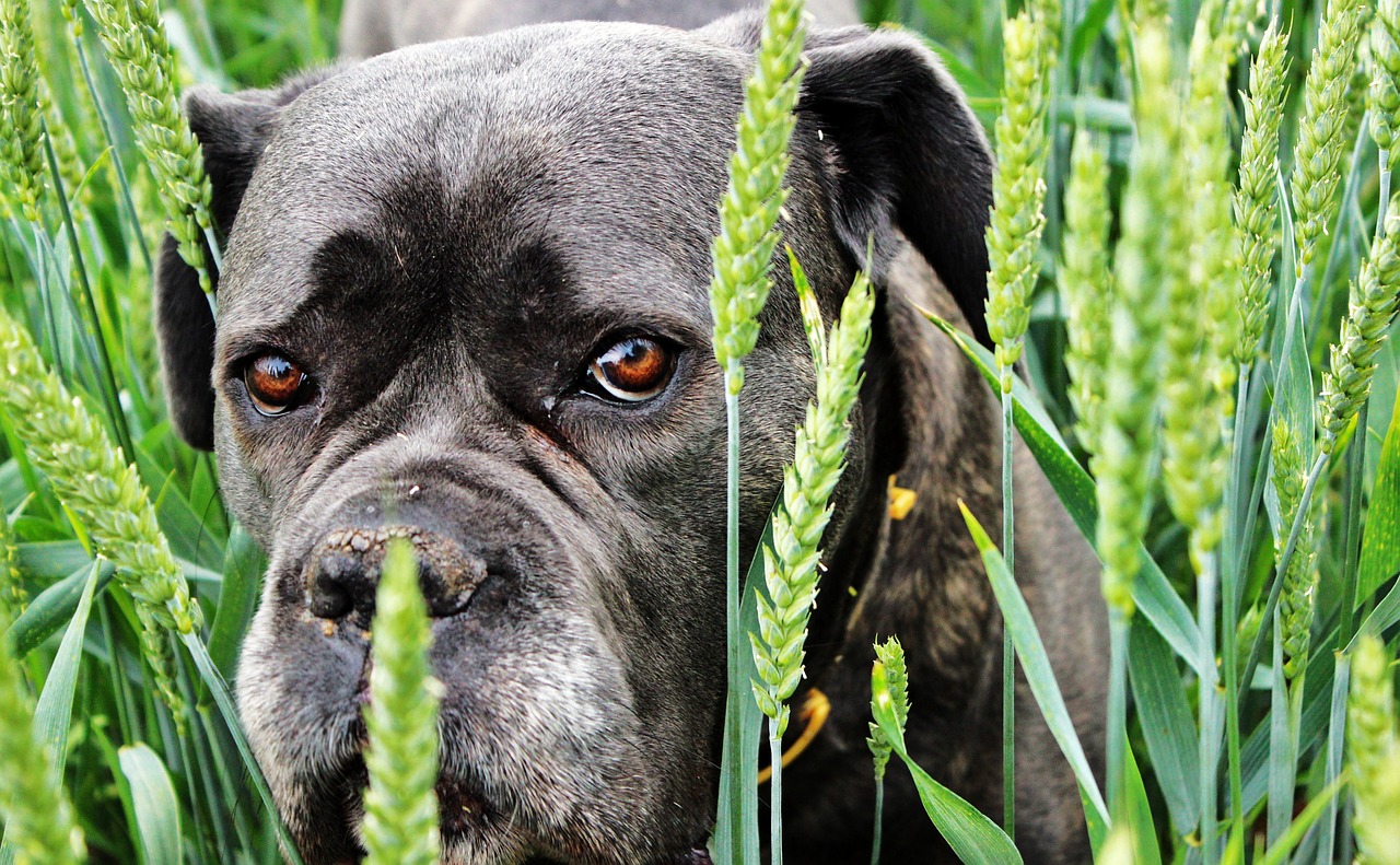 dog grain summer free photo