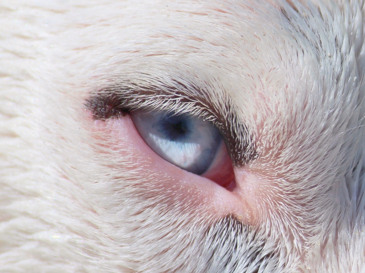 dog eye blue free photo