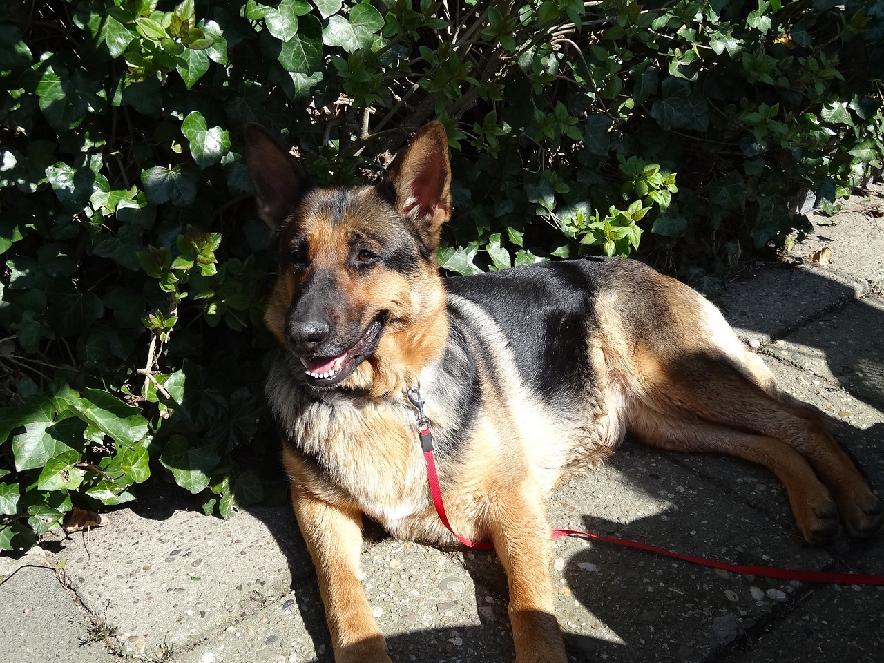 dog shepherd dog mammal free photo