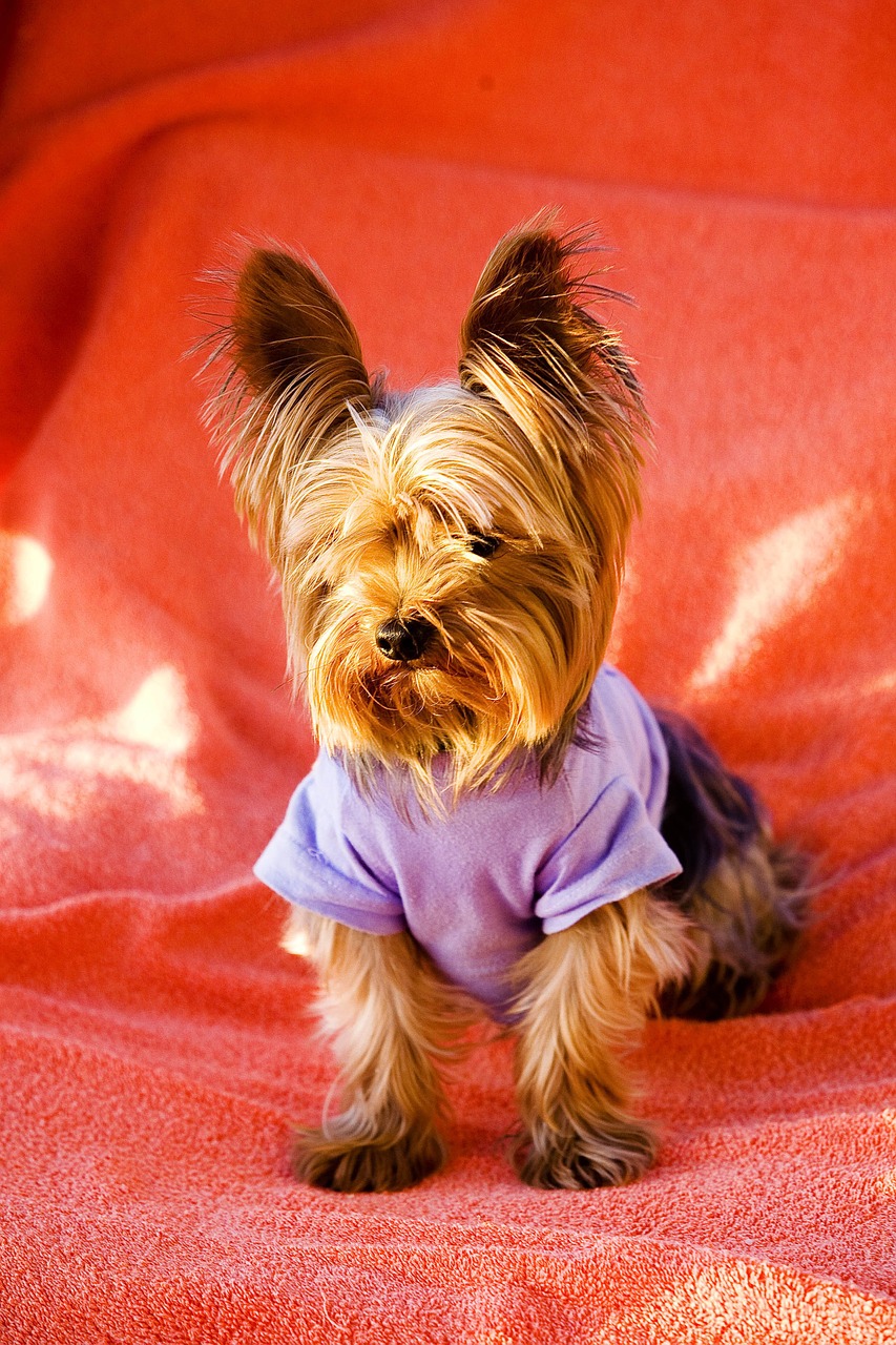 dog pet yorkshire terrier free photo