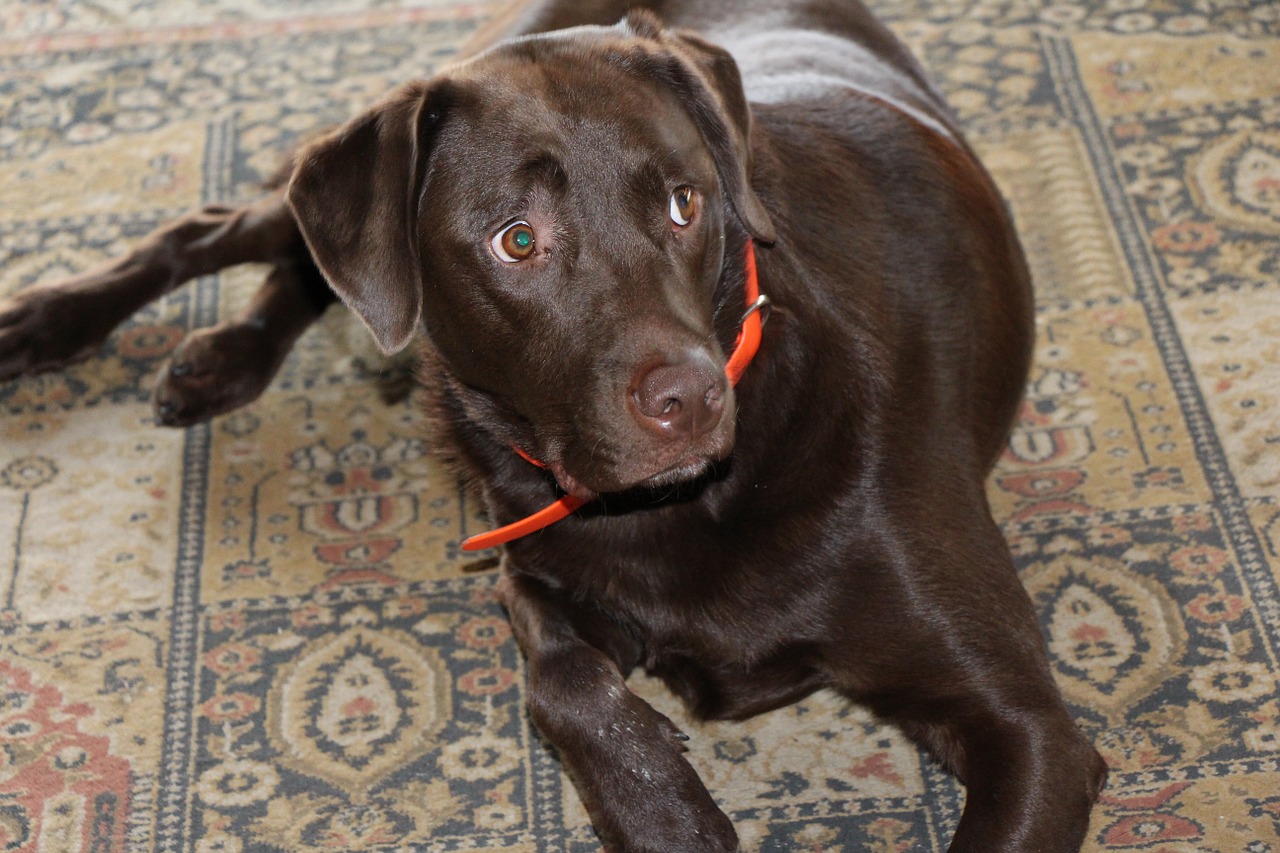 dog chocolate labrador retriever carpet free photo