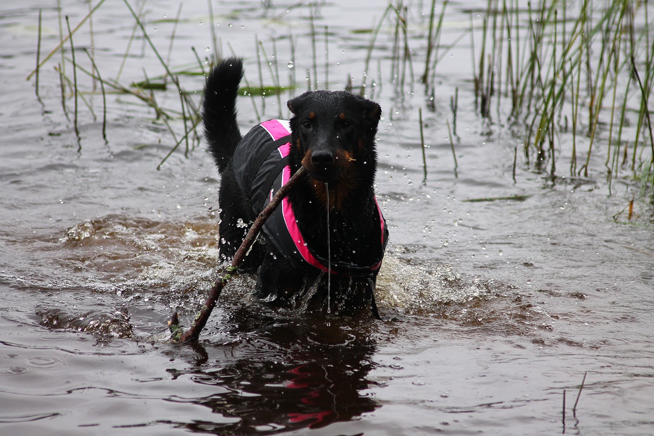 dog puppy beauceron free photo