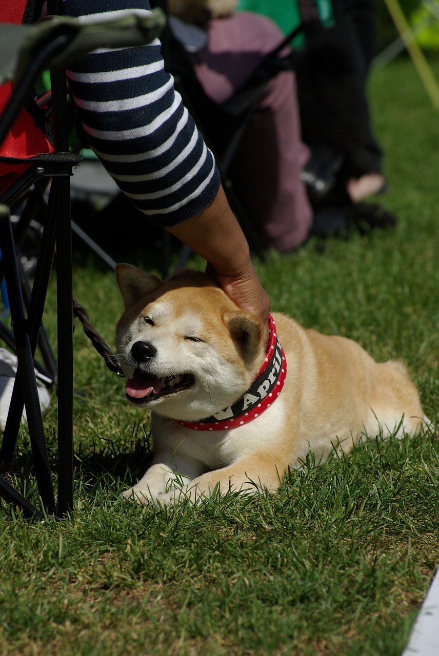 dog dog show animal free photo