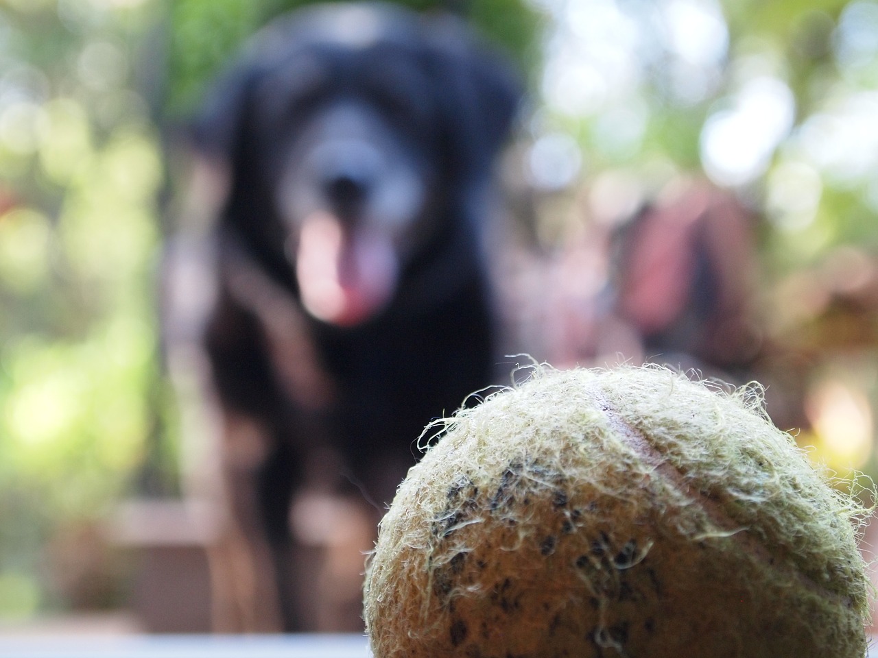 dog ball pet free photo