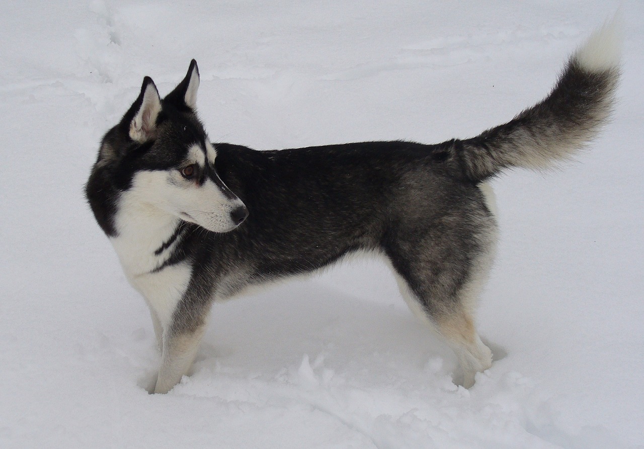 dog siberian husky snow free photo