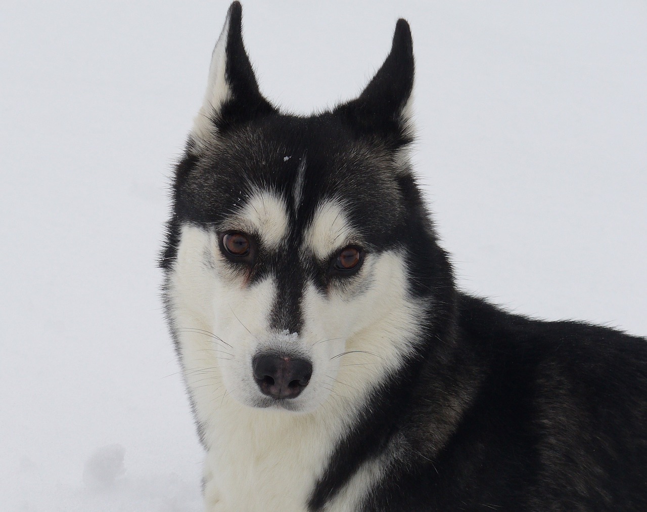 dog husky snow free photo