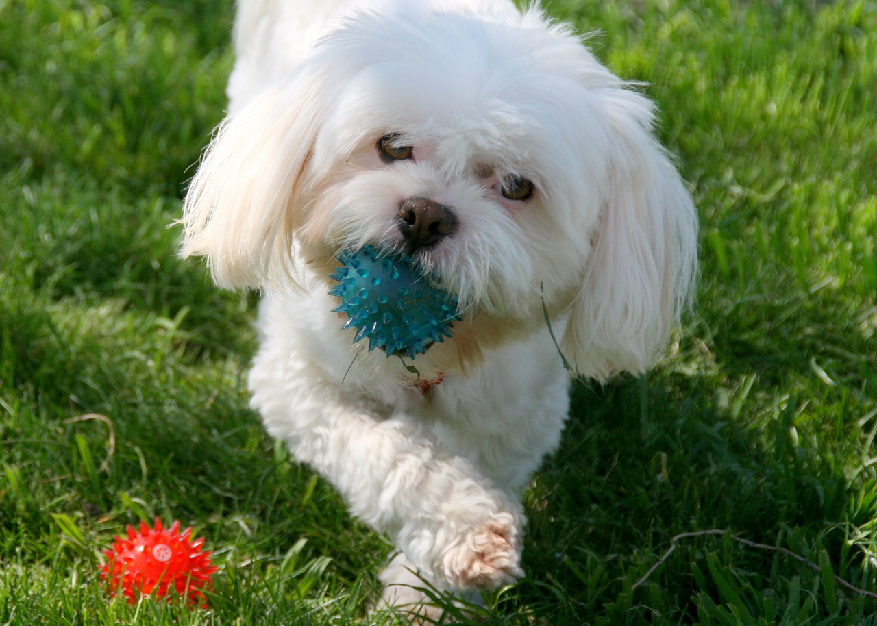 dog white pet free photo