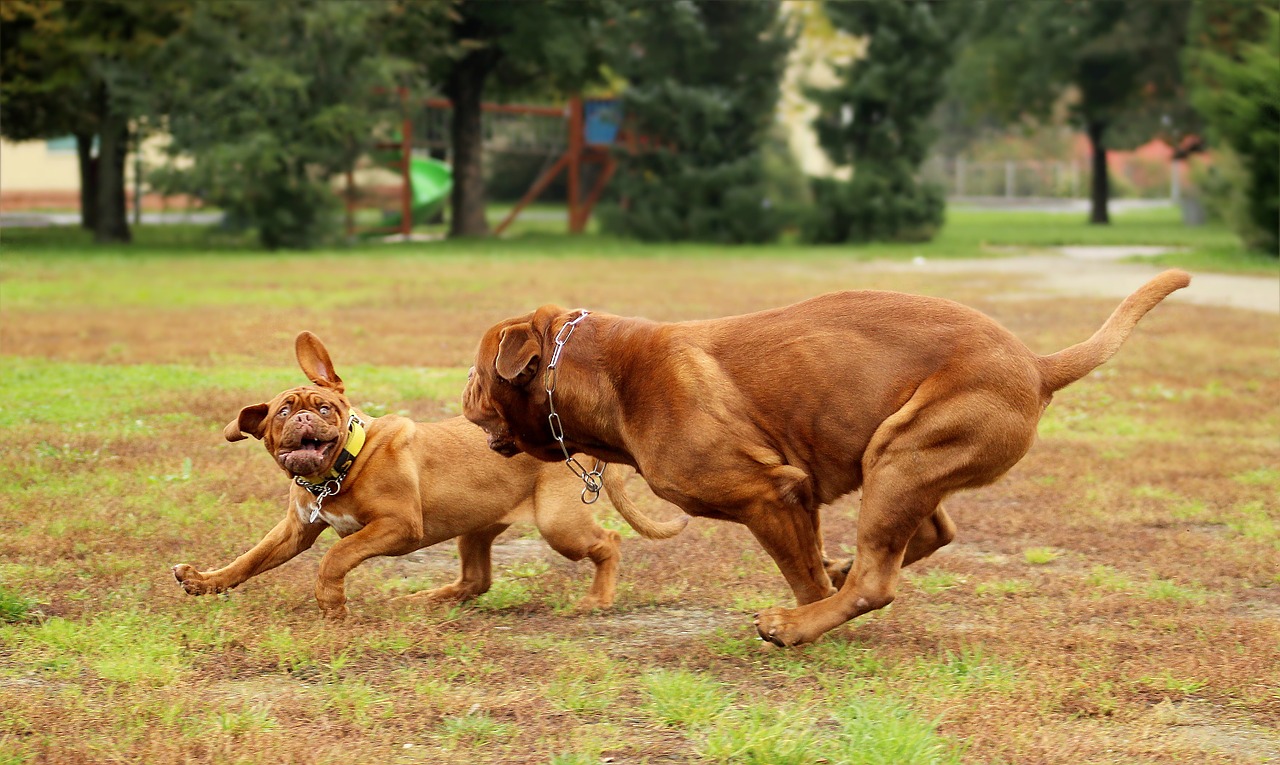 dog dogue de bordeaux dogs free photo