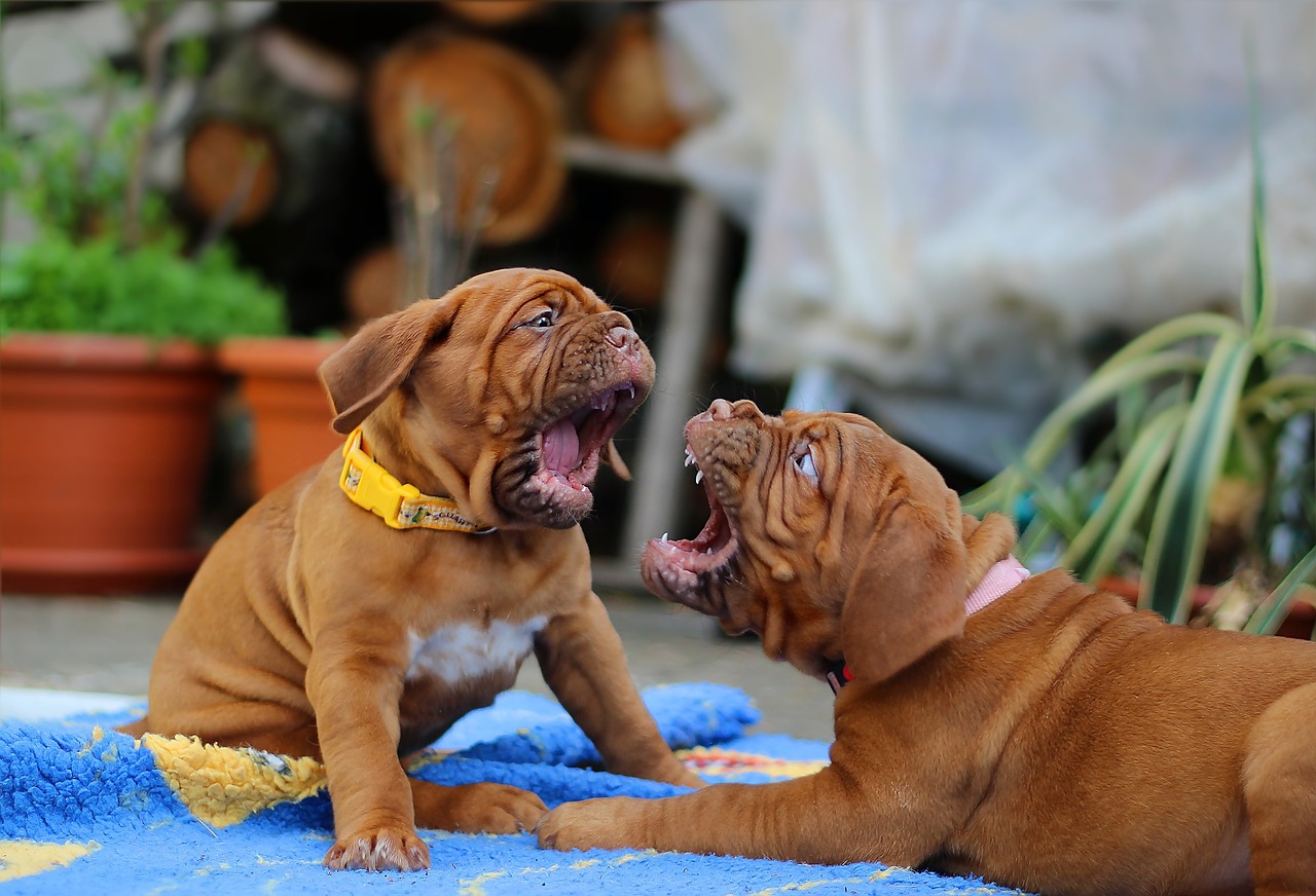 dog dogue de bordeaux mastiff free photo