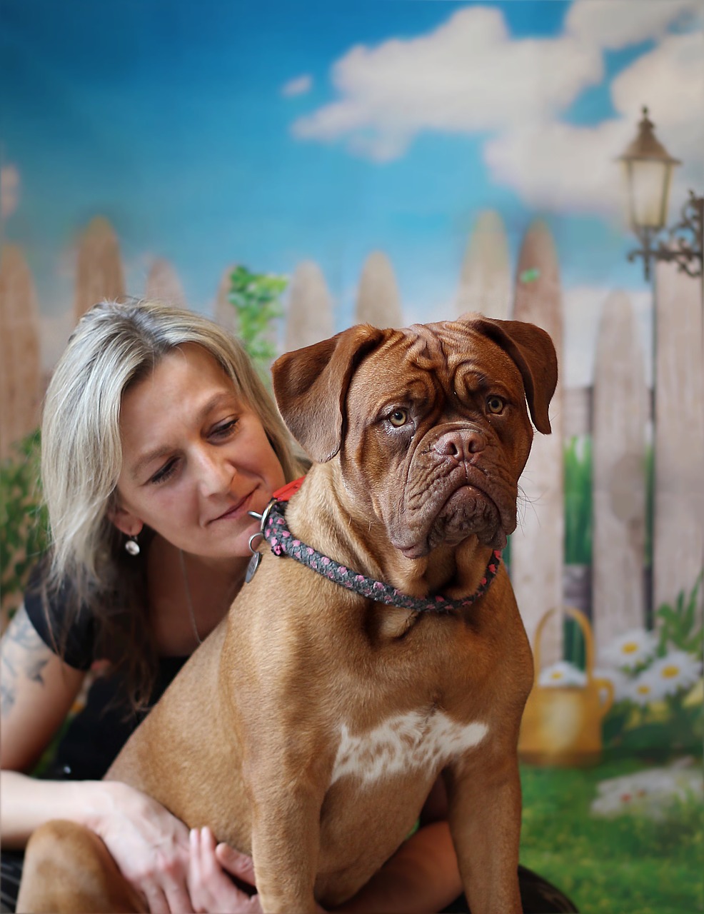 dog dogue de bordeaux mastiff free photo