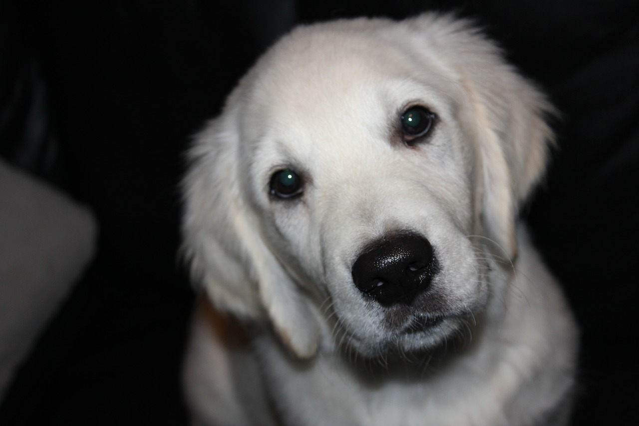 dog puppy golden retriever free photo