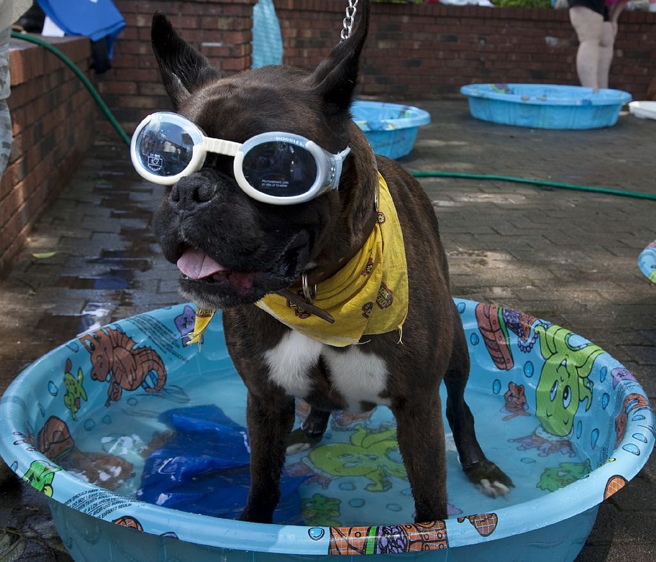 dog clothes goggles free photo