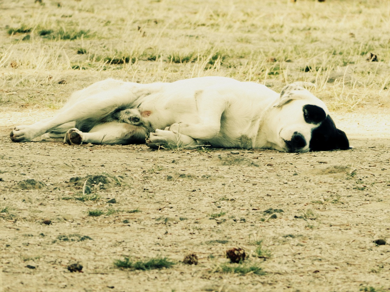 dog rest sleeping free photo