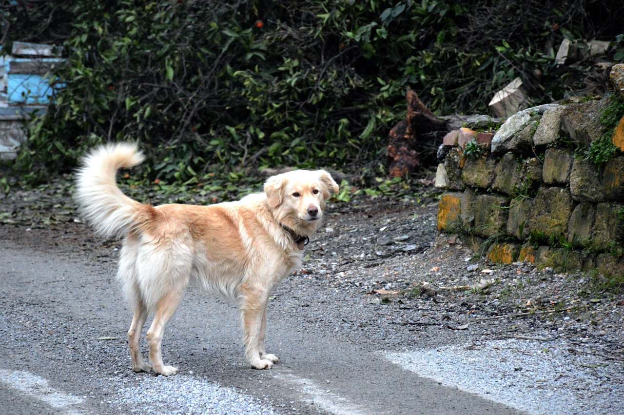 dog golden retriever turkey free photo