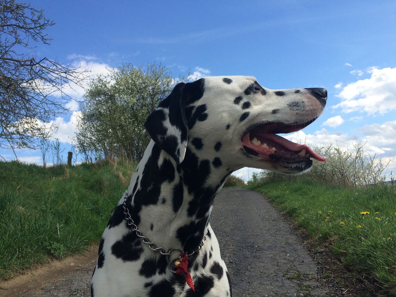 dog dalmatian dog ears free photo