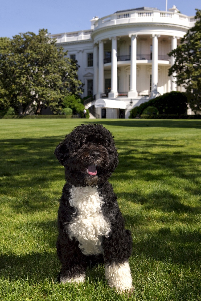 dog white house portuguese water dog free photo