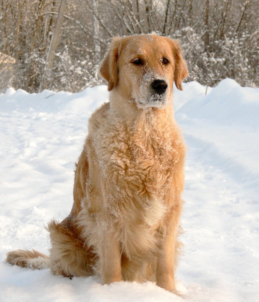 dog snow golden retriever free photo