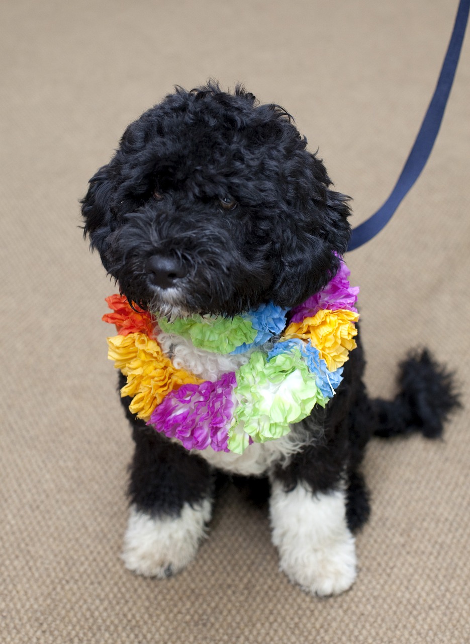 dog white house portuguese water dog free photo