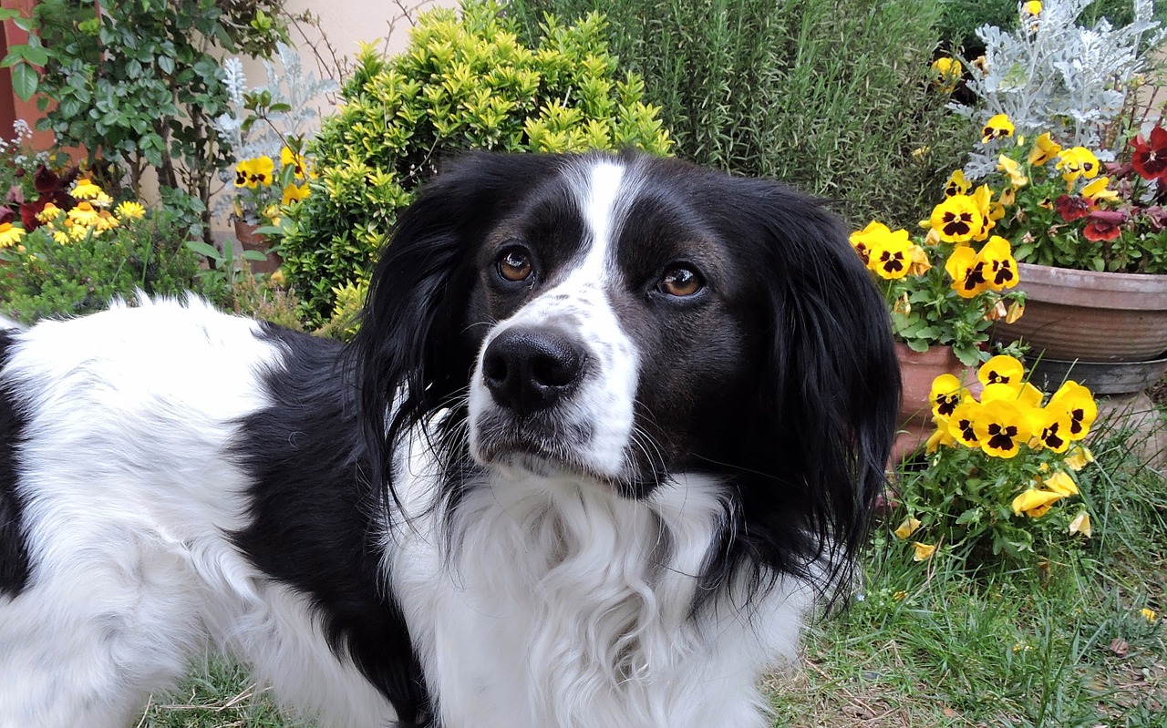 dog flowers hair free photo