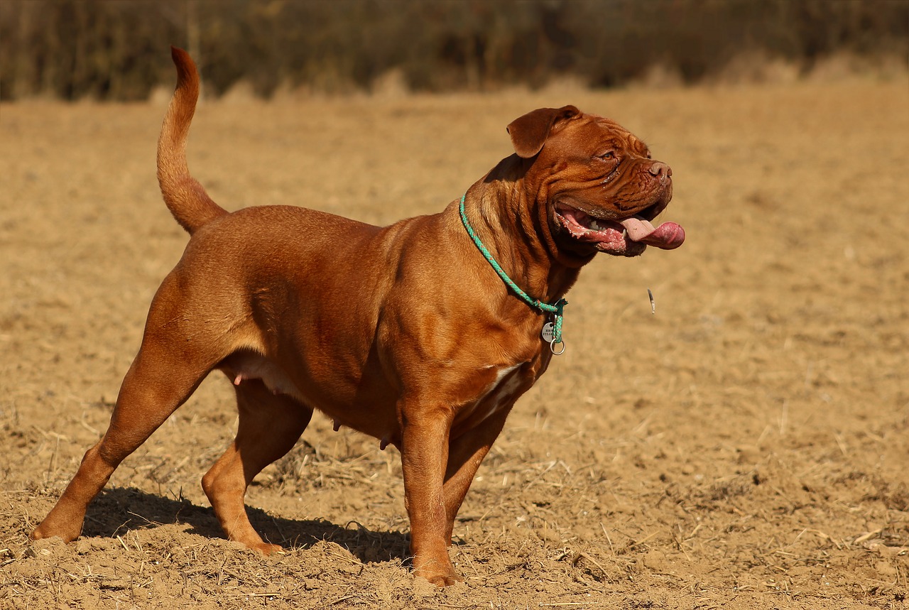 dog barbara de bordeaux dogue de bordeaux free photo