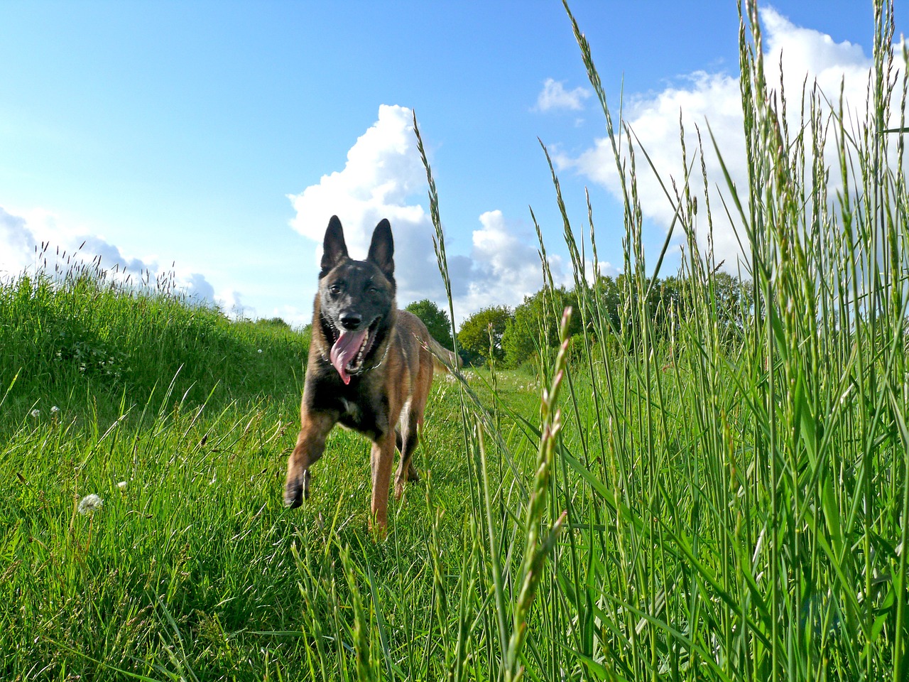 dog malinois belgian shepherd dog free photo