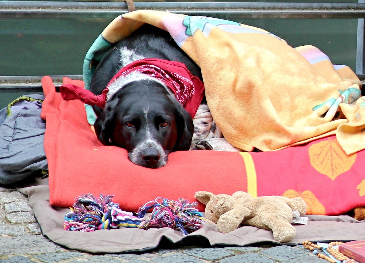 dog blankets boring free photo