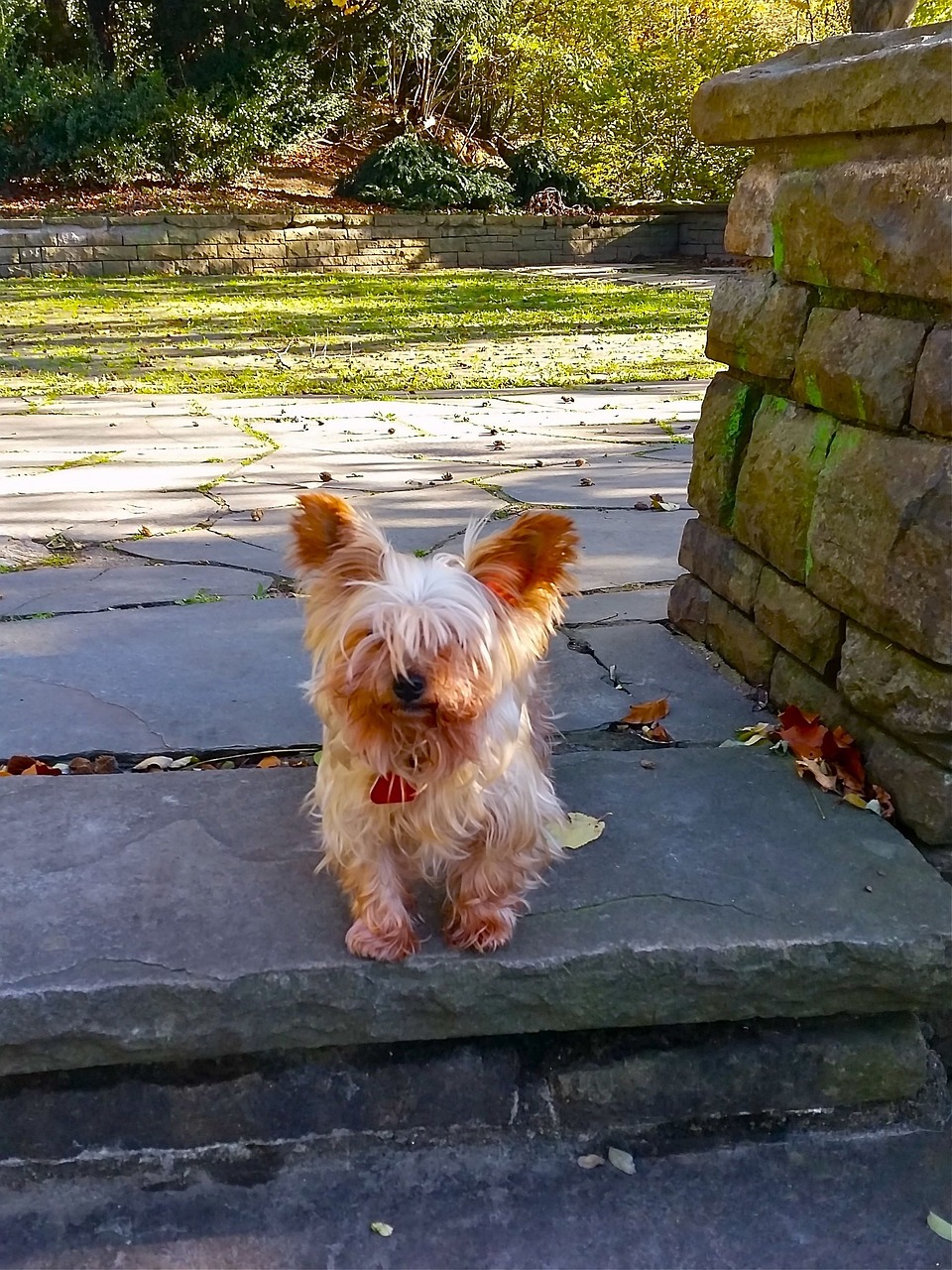 dog yorkshire terrier doggy free photo