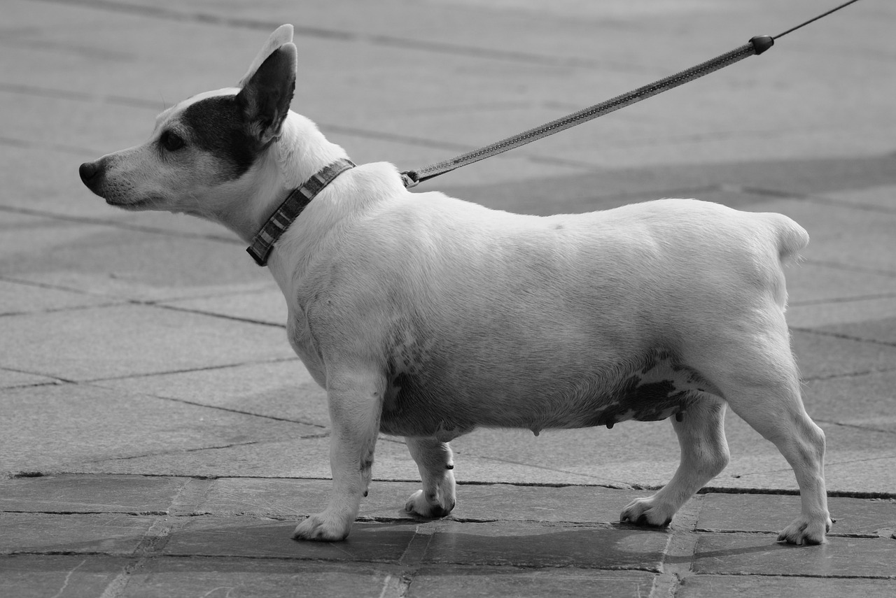 dog leash animal free photo