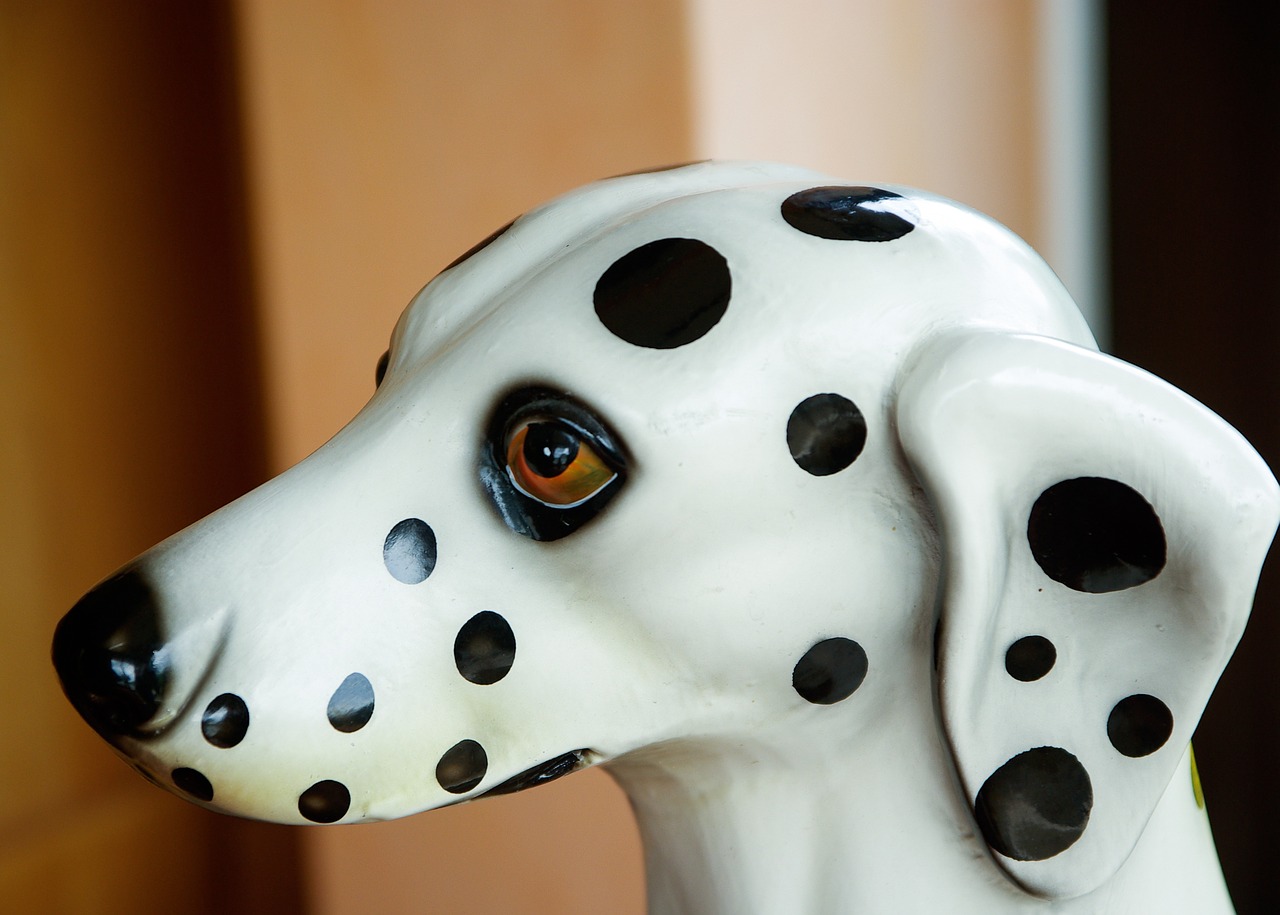 dog dalmatian snout free photo