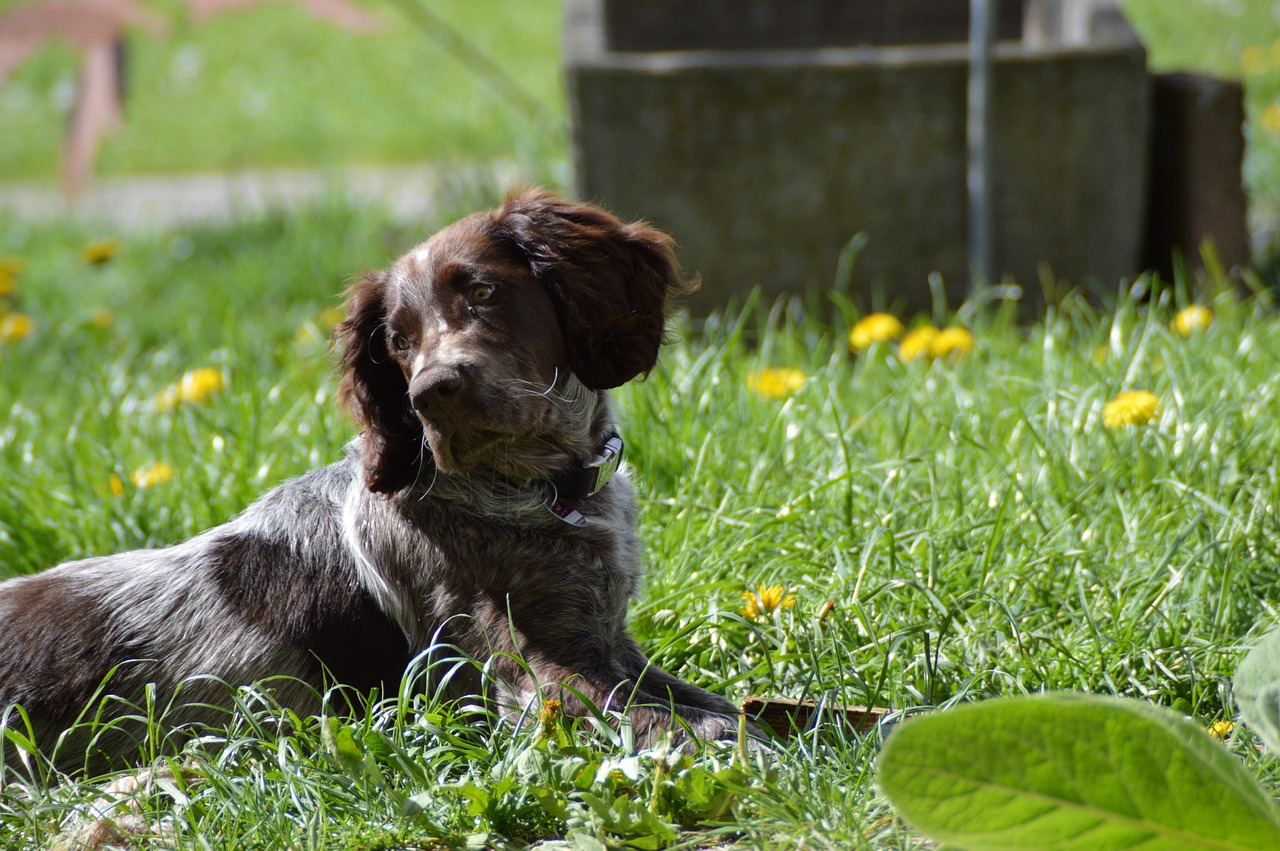 dog german quail puppy free photo