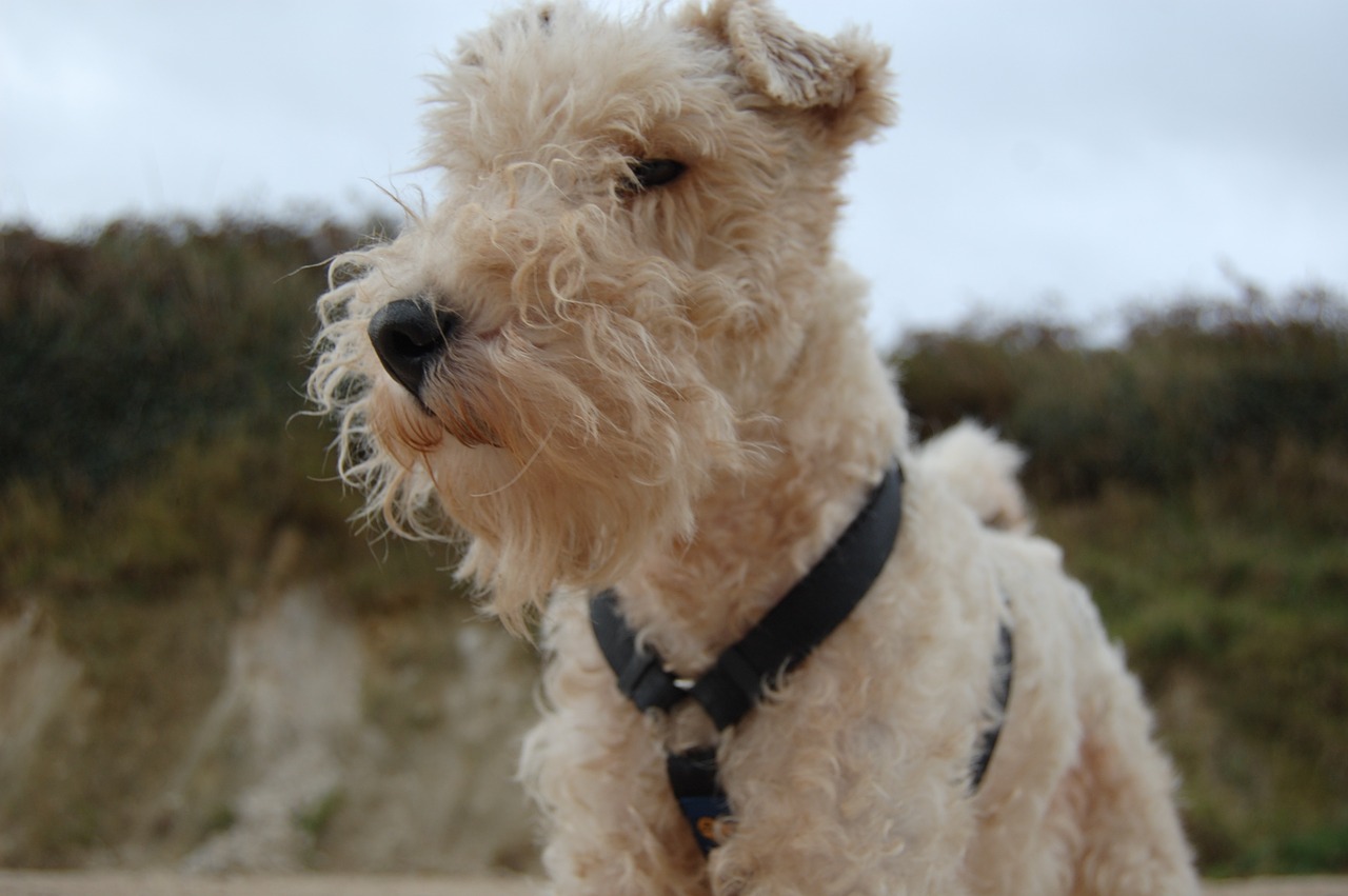 dog foxterrier animal portrait free photo