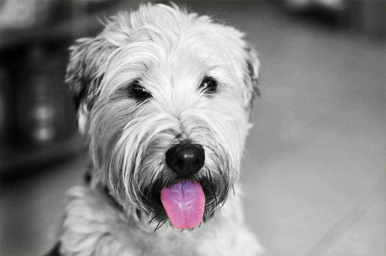 dog hundeportrait irish softcoated wheaten terrier free photo