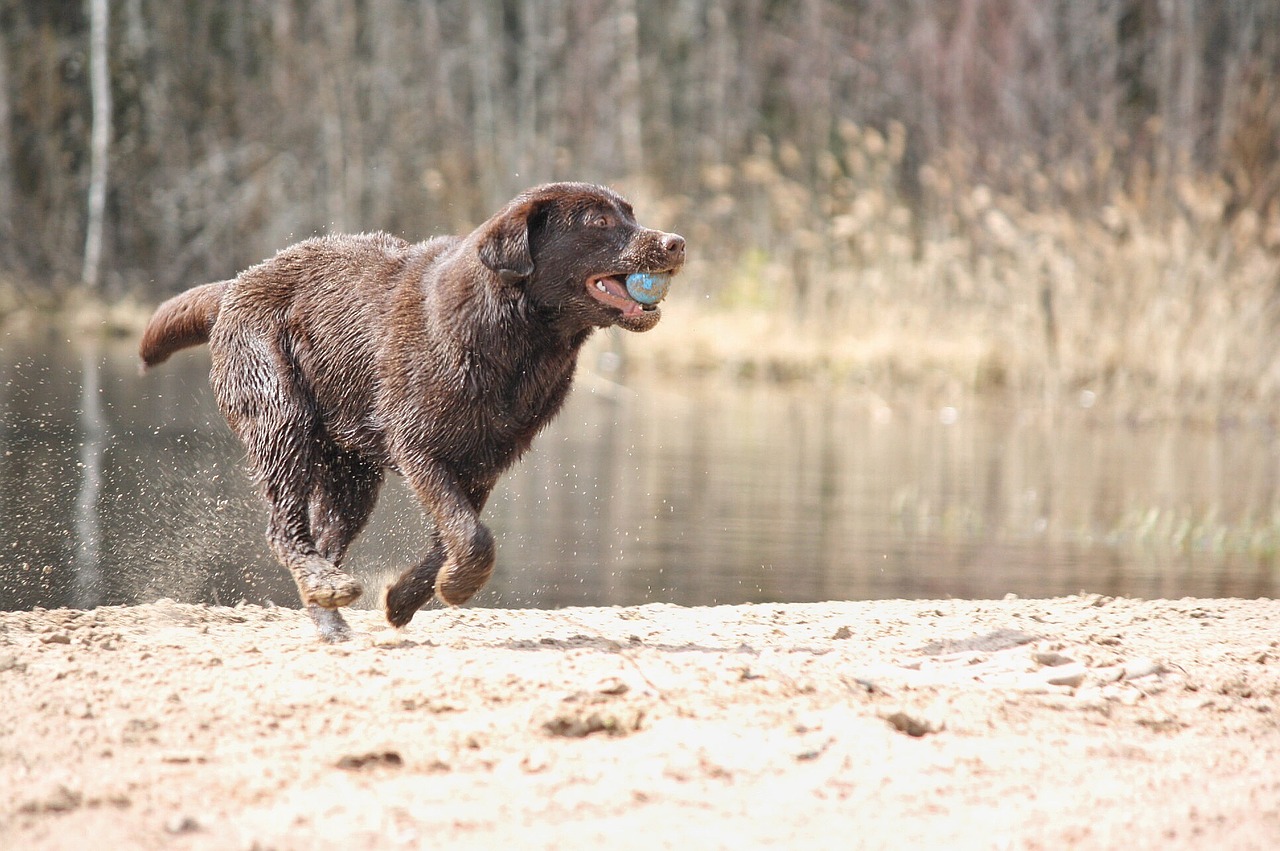 dog summer beoum fur free photo